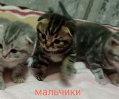 Котята шотландцы