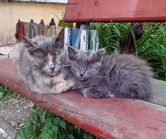 Пепельный котёнок